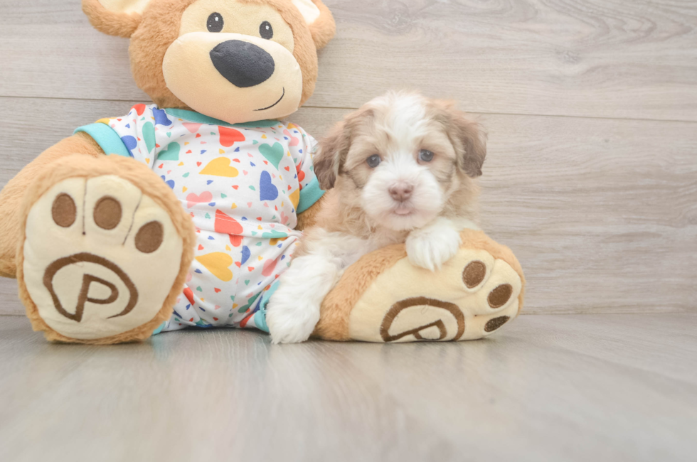 5 week old Havanese Puppy For Sale - Puppy Love PR