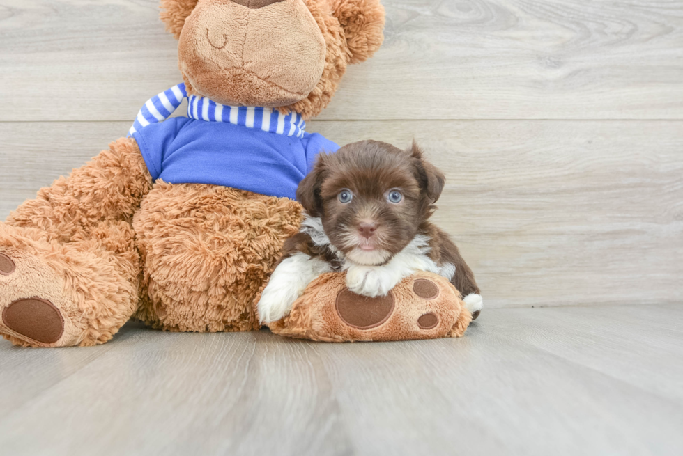 Cute Havanezer Purebred Puppy