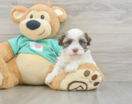 8 week old Havanese Puppy For Sale - Puppy Love PR