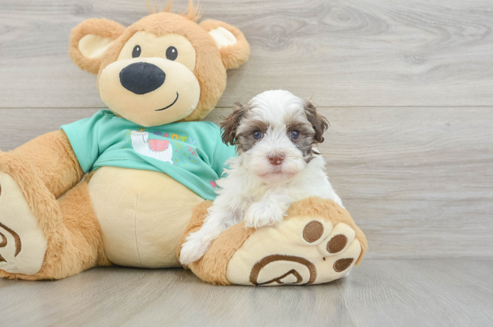 6 week old Havanese Puppy For Sale - Puppy Love PR