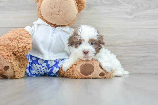 Havanese Pup Being Cute