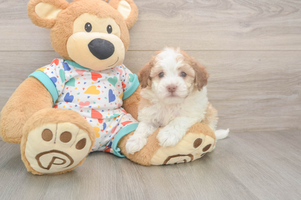 5 week old Havanese Puppy For Sale - Puppy Love PR
