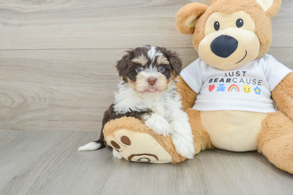 Little Havanese Purebred Pup