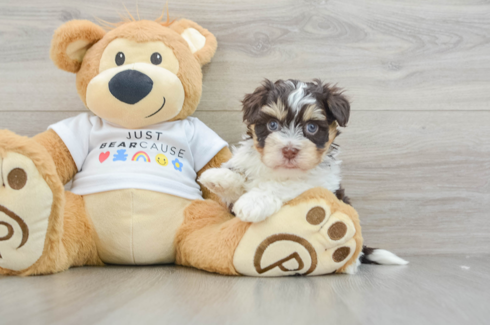 5 week old Havanese Puppy For Sale - Puppy Love PR