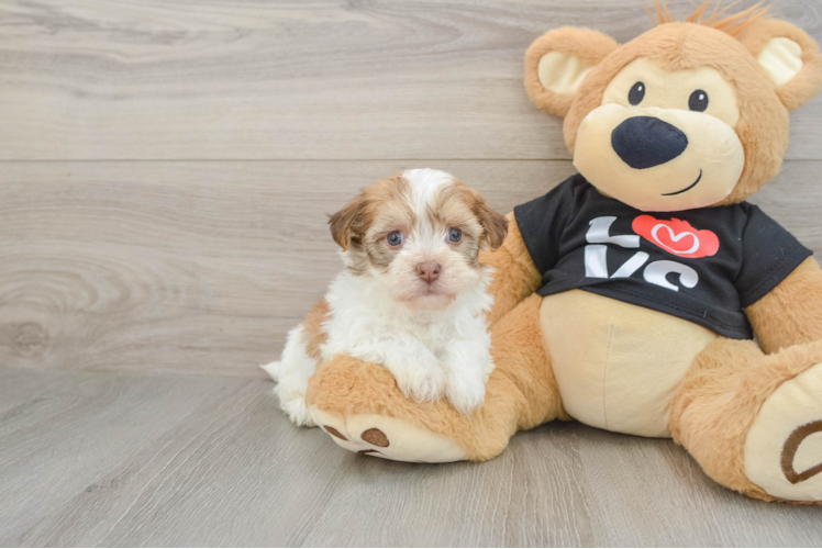 Meet Java - our Havanese Puppy Photo 1/3 - Puppy Love PR Sweet Bichon Habanero Purebred Puppy