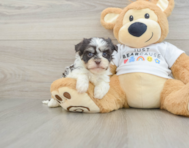 6 week old Havanese Puppy For Sale - Puppy Love PR