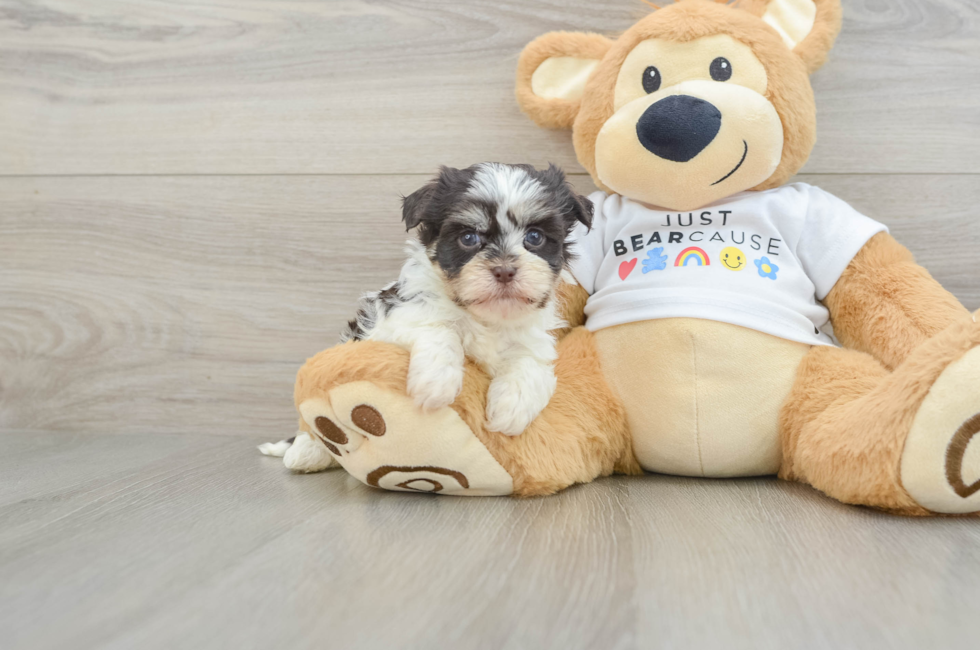 5 week old Havanese Puppy For Sale - Puppy Love PR