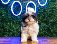 9 week old Havanese Puppy For Sale - Puppy Love PR