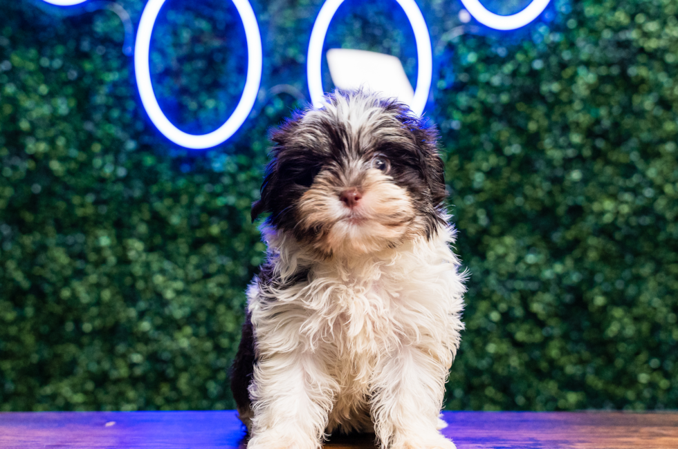 10 week old Havanese Puppy For Sale - Puppy Love PR