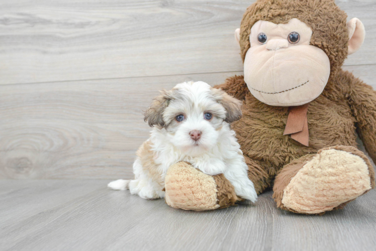 Best Havanese Baby