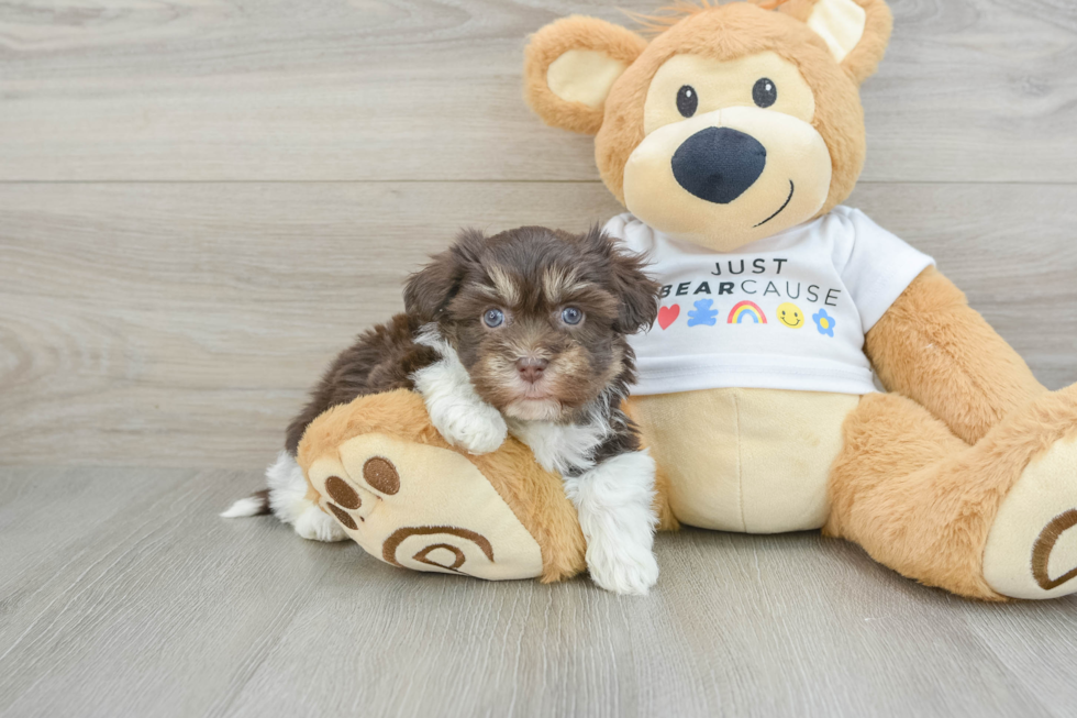 Havanese Pup Being Cute