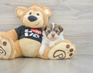 5 week old Havanese Puppy For Sale - Puppy Love PR