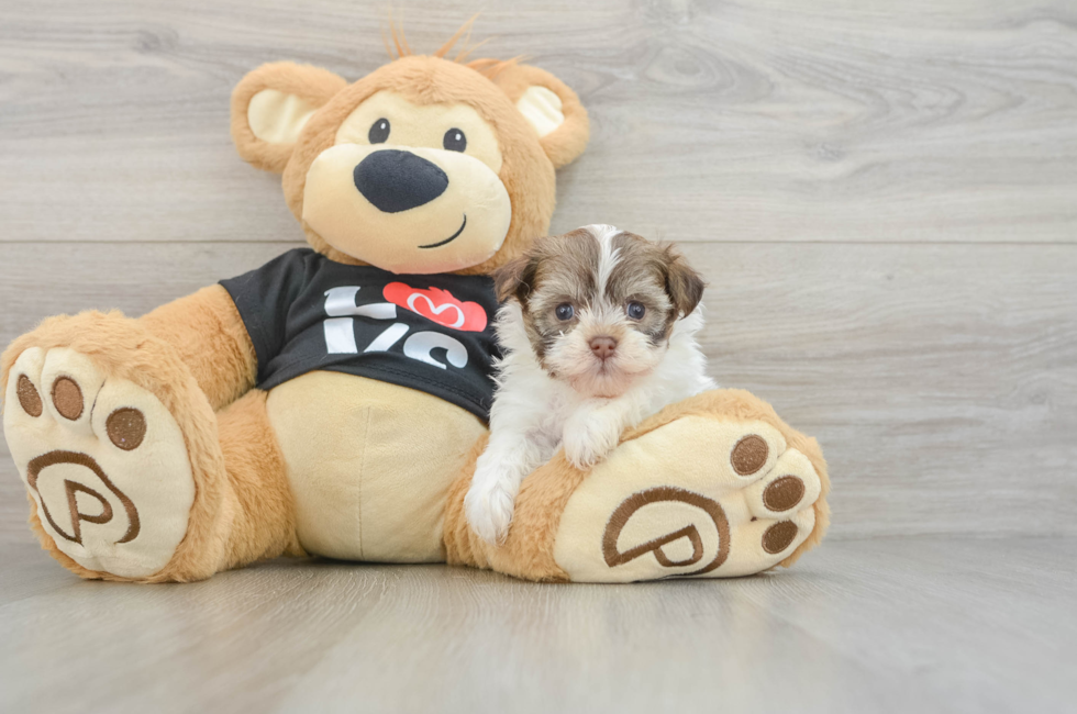 5 week old Havanese Puppy For Sale - Puppy Love PR