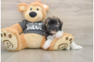 Hypoallergenic Havanese Baby