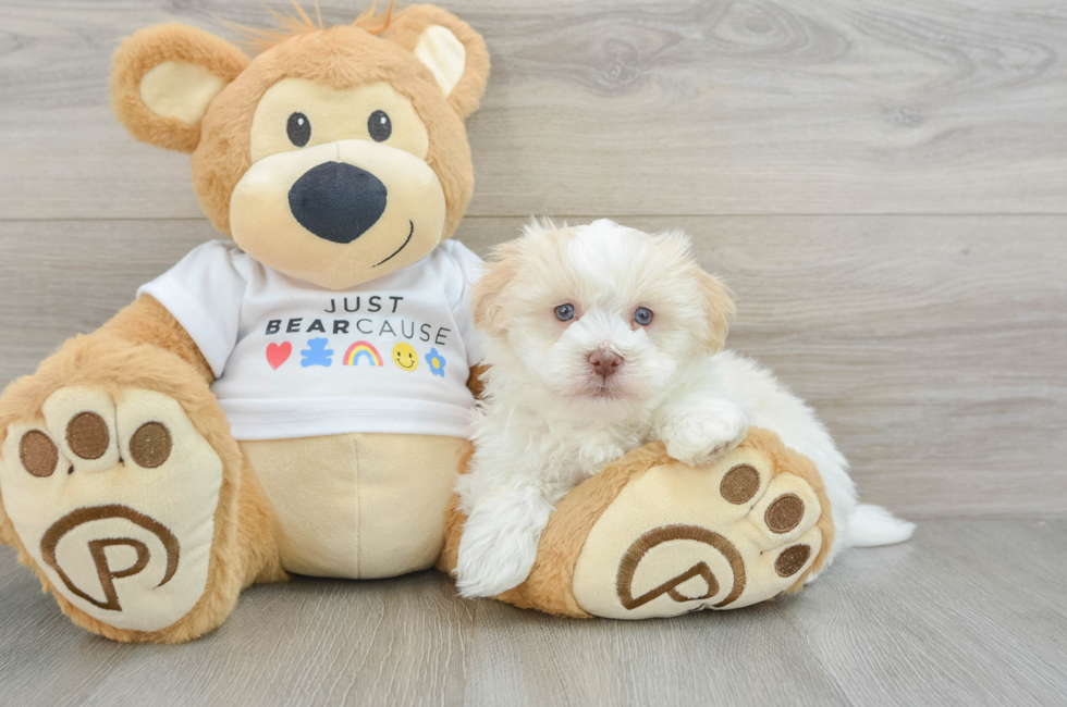 5 week old Havanese Puppy For Sale - Puppy Love PR