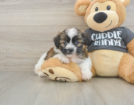 5 week old Havanese Puppy For Sale - Puppy Love PR