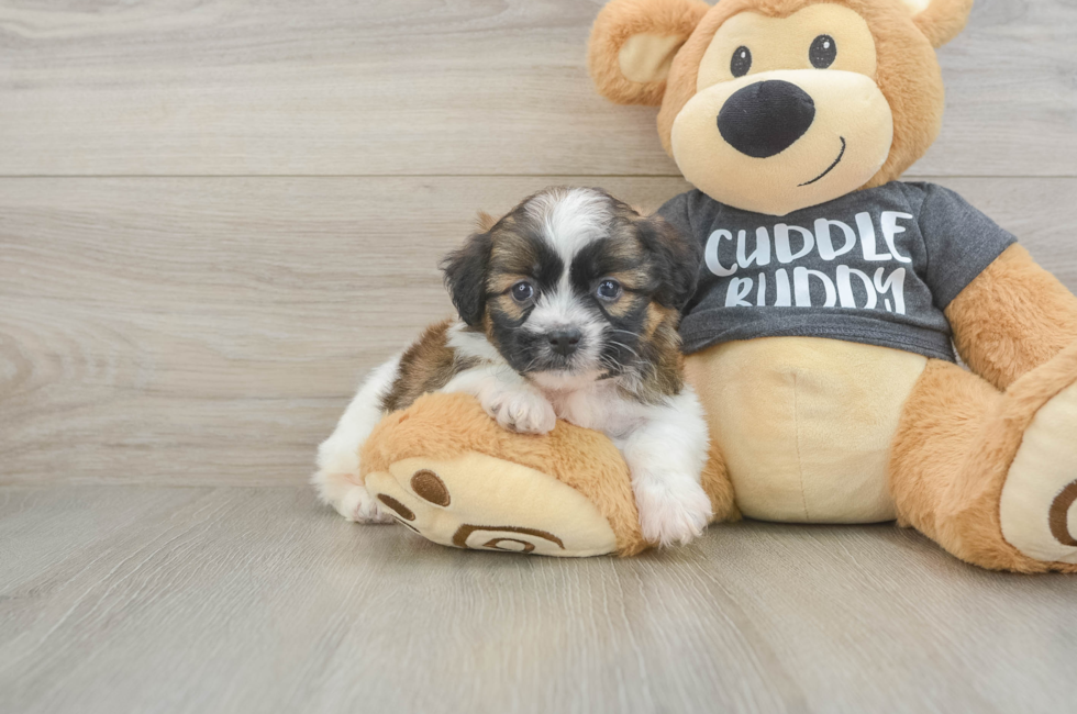 5 week old Havanese Puppy For Sale - Puppy Love PR