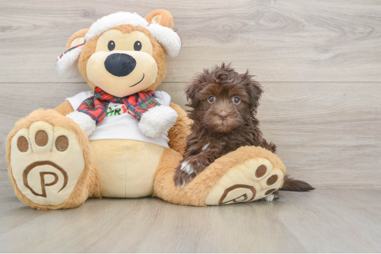 Havanese Pup Being Cute