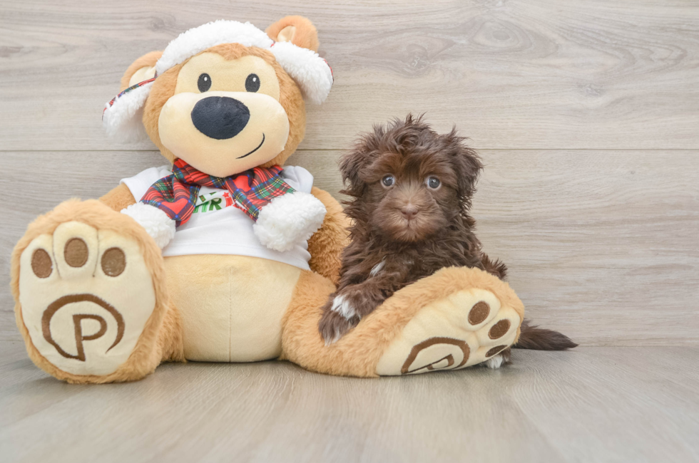 5 week old Havanese Puppy For Sale - Puppy Love PR