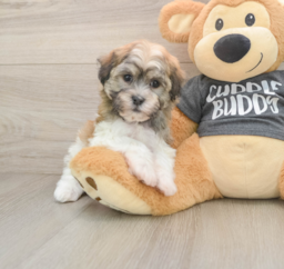 7 week old Havanese Puppy For Sale - Puppy Love PR