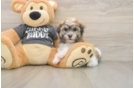 Little Havanese Baby
