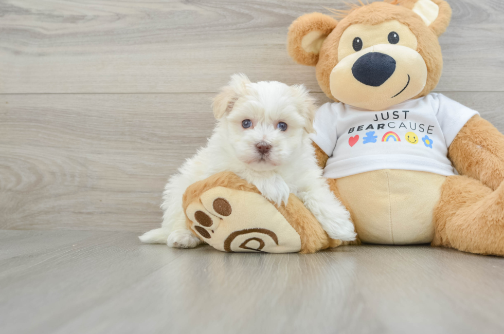 6 week old Havanese Puppy For Sale - Puppy Love PR