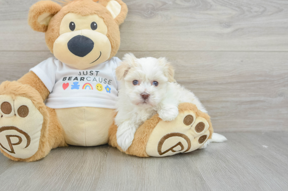 5 week old Havanese Puppy For Sale - Puppy Love PR