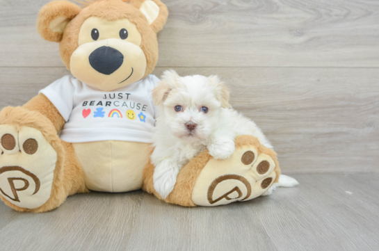 Popular Havanese Purebred Pup