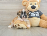 5 week old Havanese Puppy For Sale - Puppy Love PR