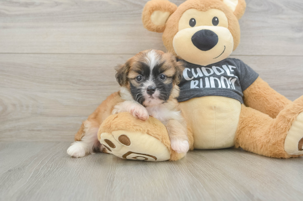 5 week old Havanese Puppy For Sale - Puppy Love PR