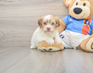 7 week old Havanese Puppy For Sale - Puppy Love PR