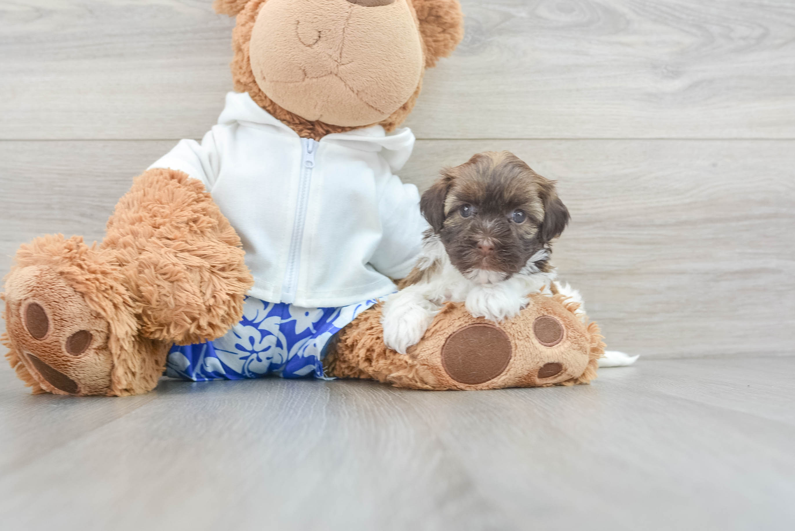 Petite Havanese Purebred Puppy
