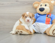 7 week old Havanese Puppy For Sale - Puppy Love PR