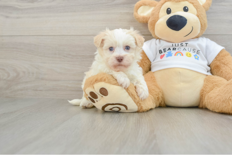 Best Havanese Baby