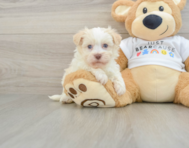 6 week old Havanese Puppy For Sale - Puppy Love PR