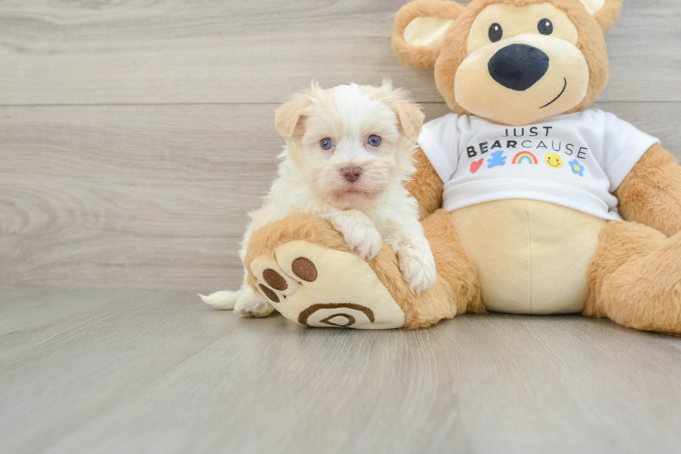 Best Havanese Baby