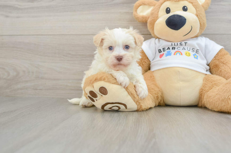 5 week old Havanese Puppy For Sale - Puppy Love PR