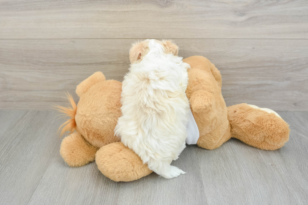 Sweet Havanese Cuban Bichon Purebred Puppy