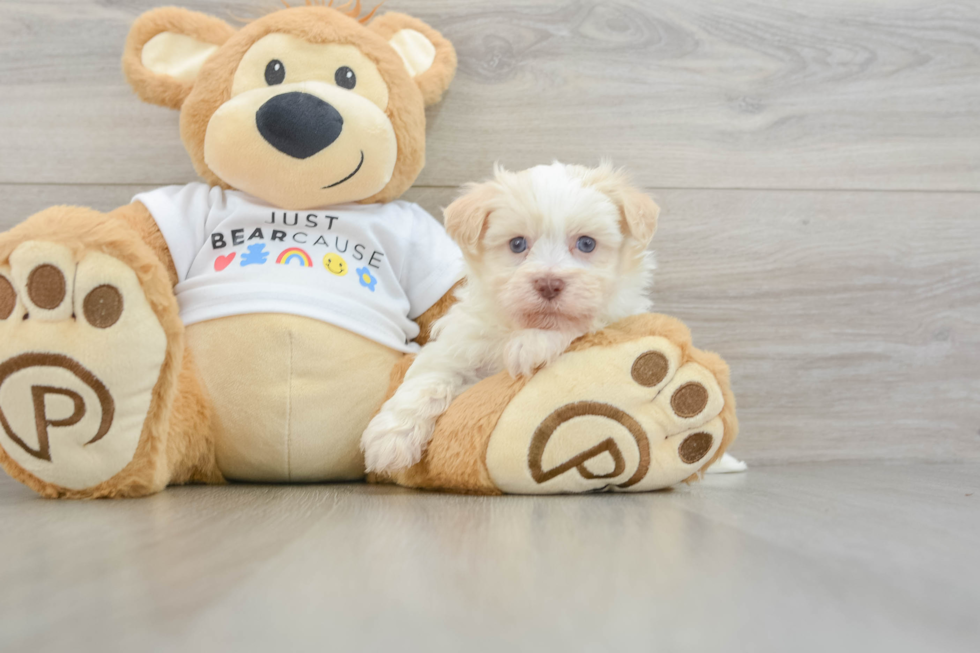 Havanese Puppy for Adoption