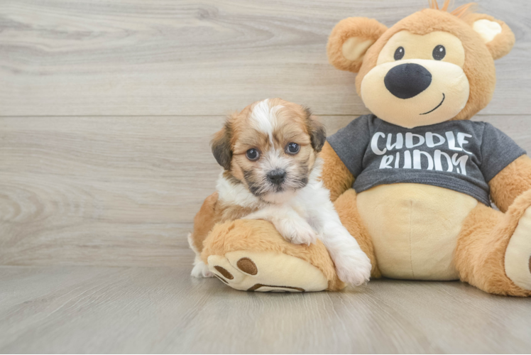 Little Havanese Purebred Pup