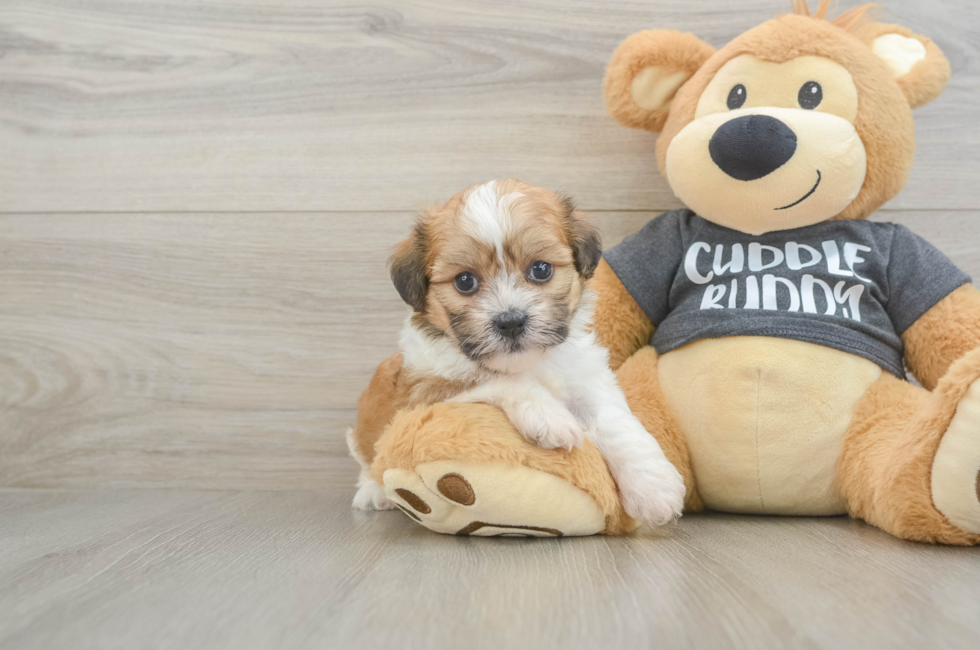 5 week old Havanese Puppy For Sale - Puppy Love PR