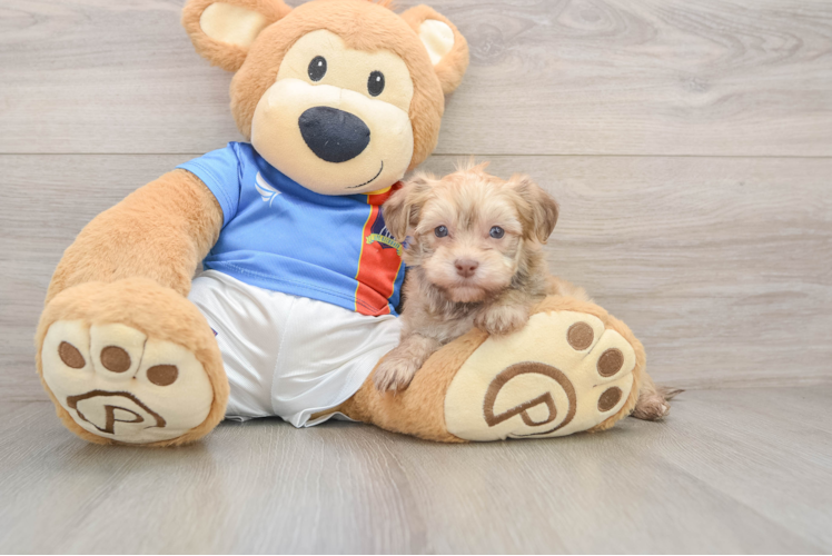 Havanese Puppy for Adoption