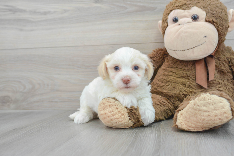 Funny Havanese Purebred Pup