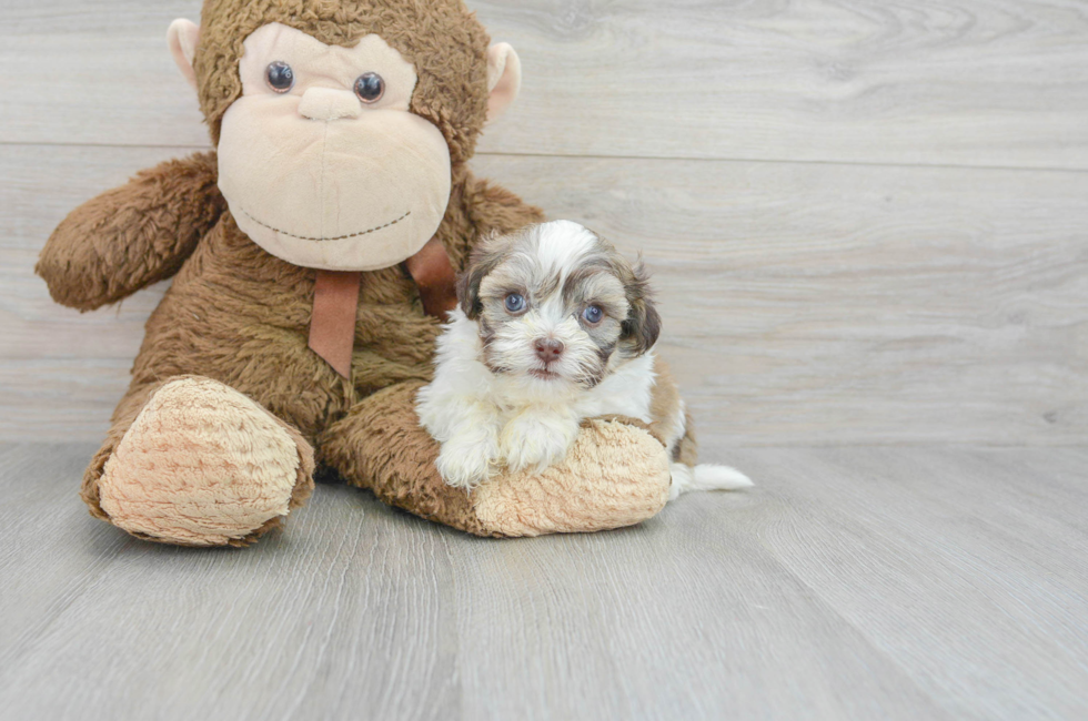 5 week old Havanese Puppy For Sale - Puppy Love PR