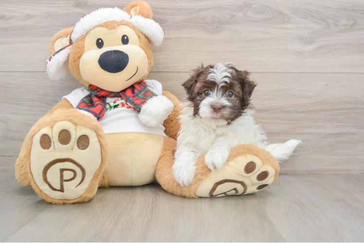 Akc Registered Havanese Purebred Pup