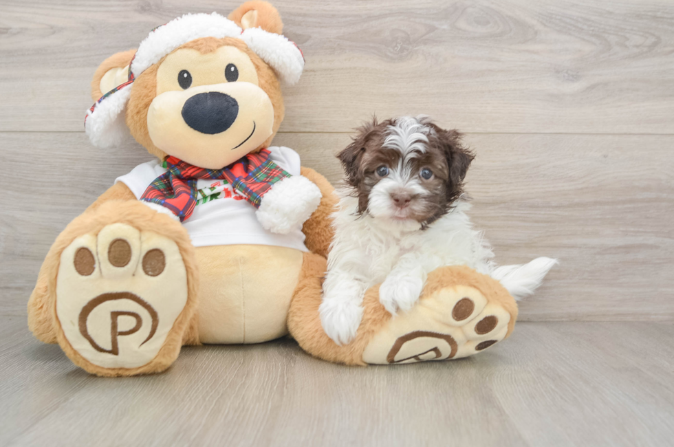5 week old Havanese Puppy For Sale - Puppy Love PR