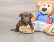 6 week old Havanese Puppy For Sale - Puppy Love PR