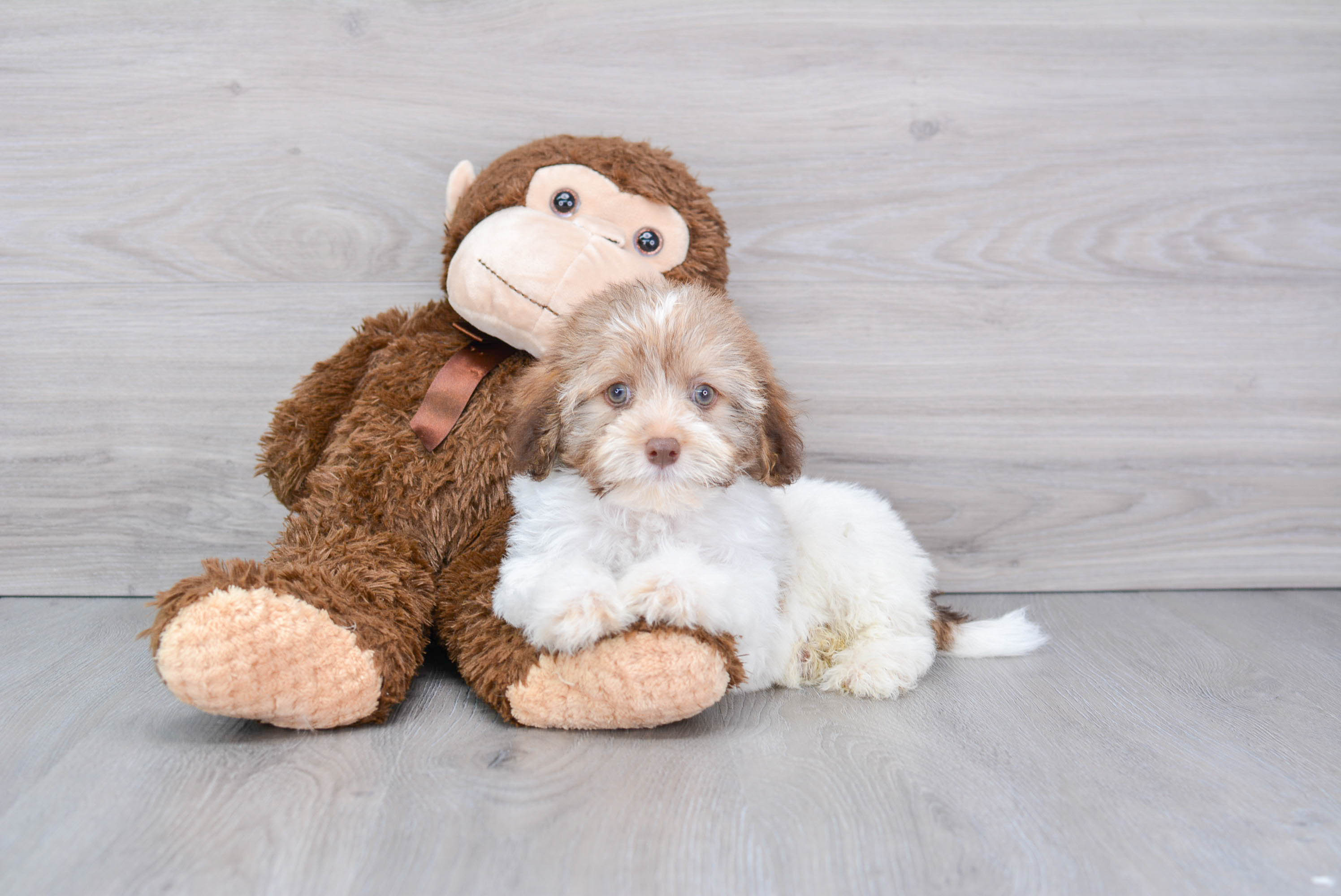 Cute Havanese Purebred Pup