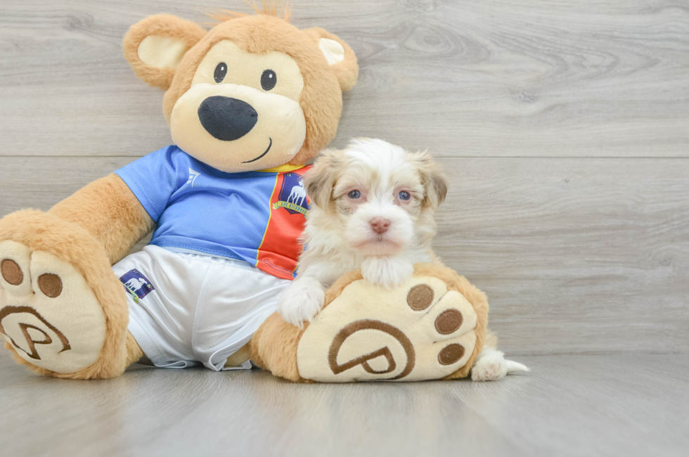 6 week old Havanese Puppy For Sale - Puppy Love PR