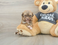 6 week old Havanese Puppy For Sale - Puppy Love PR